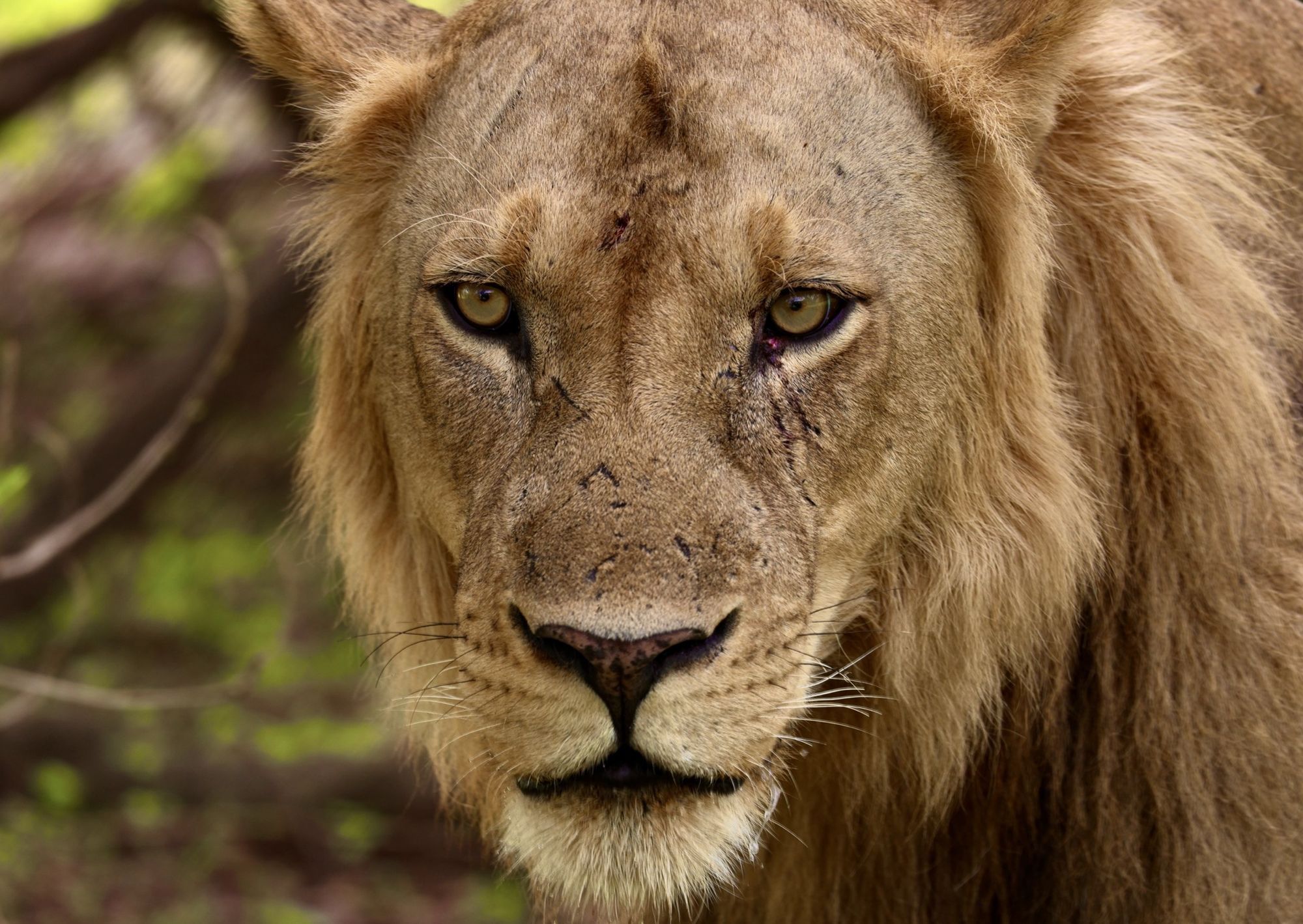 A male lion looking straight into the camera in Zambia
